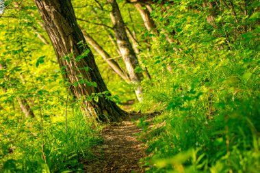 Yaya yolu, yaprak döken ağaçların, güneşli bir günde yemyeşil ormanların arasına gidiyor. Küçük orman yolu, yol boyunca taze bahar bitkileri.