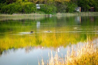 Vahşi ördekler ince misinaların altında gölün üzerinde yüzüyorlar..