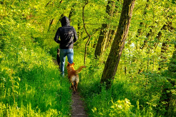 Genç adamlar, köpekli çocuk, yavrular güneşli bir günde yaprak döken ağaçların arasında yürüyorlar. Küçük orman yolu, yol boyunca taze bahar bitkileri.