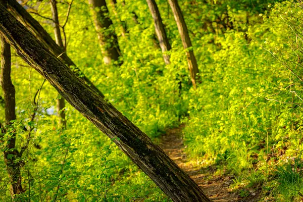 Yaya yolu, yaprak döken ağaçların, güneşli bir günde yemyeşil ormanların arasına gidiyor. Küçük orman yolu, yol boyunca taze bahar bitkileri.