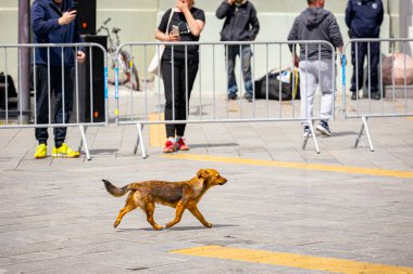 Terk edilmiş, evsiz, kimsesiz, sokak maratonunda koşan sokak köpeği..