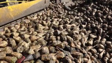 Tarım makinesinin yakın plan görüntüsü, pancar yükleyicisi toplanan olgun şeker pancarı köklerinin nakledilmesi olarak, büyük yığından nakil için kamyon römorkuna taşınması..