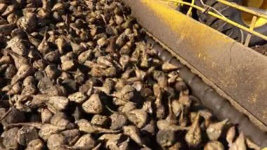 Tarım makinesinin yakın plan görüntüsü, pancar yükleyicisi toplanan olgun şeker pancarı köklerinin nakledilmesi olarak, büyük yığından nakil için kamyon römorkuna taşınması..