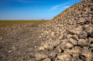 Büyük yığınlar halinde şeker pancarına düşük açılı görünüm, arka plandaki tarım makinesi, hasat kesiyor ve tarım alanındaki tatlı kökleri hasat ediyor. 