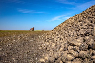 Büyük yığınlar halinde şeker pancarına düşük açılı görünüm, arka plandaki tarım makinesi, hasat kesiyor ve tarım alanındaki tatlı kökleri hasat ediyor. 