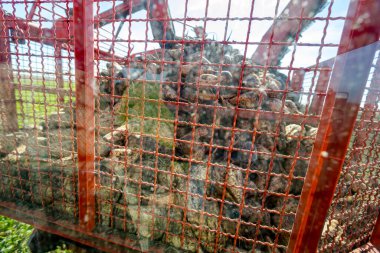 Tarım makinesinin kargo alanındaki kabin penceresinden, toplanan şeker köklerini toplamak için kereste, şalgam, pancar yükleyicisi, hasat makinesindeki stok yığınını görüntüle.