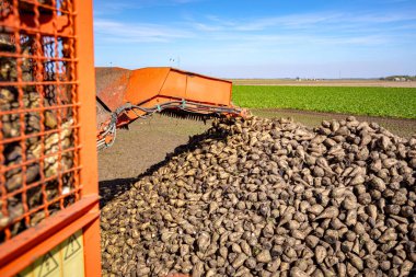 Tarım makinesi, olgun şeker pancarı köklerini kesip biçmek için biçme makinesi taşıyıcıya yükleme yapıyor, yeni toplanan kargoyu uzun bir yığın halinde yere taşıyor.. 