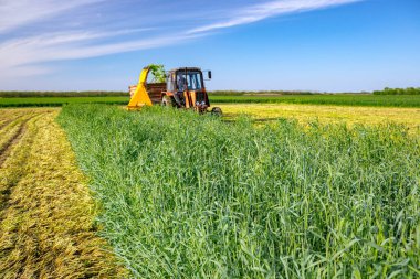 Hayvanları beslemek için ot yetiştirme işlemi. Ekin için tahıl toplayıcısı sürükleyen atlı tarımsal makineli traktör, karavanın arkasında toplanan taze yeşil mahsulleri depoluyor..