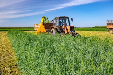 Zrenjanin, Voyvodina, Sırbistan - 28 Nisan 2023: Hayvanları beslemek için ek işlemler. Ekin için tahıl toplayıcısı sürükleyen atlı tarımsal makineli traktör, karavanın arkasında toplanan taze yeşil mahsulleri depoluyor..