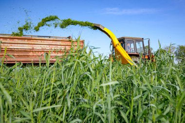 Zrenjanin, Voyvodina, Sırbistan - 28 Nisan 2023: Hayvanları beslemek için ek işlemler. Ekin için tahıl toplayıcısı sürükleyen atlı tarımsal makineli traktör, karavanın arkasında toplanan taze yeşil mahsulleri depoluyor..