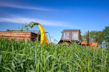 Hayvanları beslemek için ot yetiştirme işlemi. Ekin için tahıl toplayıcısı sürükleyen atlı tarımsal makineli traktör, karavanın arkasında toplanan taze yeşil mahsulleri depoluyor..