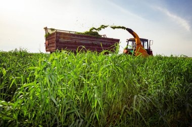 Hayvanları besleme işlemi için arka plan ışığı. Ekin için tahıl toplayıcısı sürükleyen atlı tarımsal makineli traktör, karavanın arkasında toplanan taze yeşil mahsulleri depoluyor..