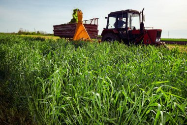 Zrenjanin, Voyvodina, Sırbistan - 28 Nisan 2023: Hayvanları beslemek için gereken bitki yetiştirme sürecine ışık tutulması. Ekin için tahıl toplayıcısı sürükleyen atlı tarımsal makineli traktör, karavanın arkasında toplanan taze yeşil mahsulleri depoluyor..