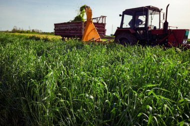 Zrenjanin, Voyvodina, Sırbistan - 28 Nisan 2023: Hayvanları beslemek için gereken bitki yetiştirme sürecine ışık tutulması. Ekin için tahıl toplayıcısı sürükleyen atlı tarımsal makineli traktör, karavanın arkasında toplanan taze yeşil mahsulleri depoluyor..