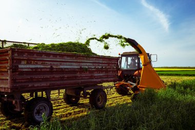 Hayvanları besleme işlemi için arka plan ışığı. Ekin için tahıl toplayıcısı sürükleyen atlı tarımsal makineli traktör, karavanın arkasında toplanan taze yeşil mahsulleri depoluyor..