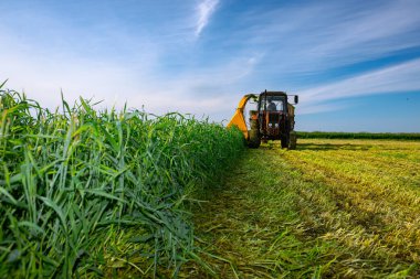 Zrenjanin, Voyvodina, Sırbistan - 28 Nisan 2023: Hayvanları beslemek için ek işlemler. Ekin için tahıl toplayıcısı sürükleyen atlı tarımsal makineli traktör, karavanın arkasında toplanan taze yeşil mahsulleri depoluyor..