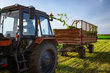 Zrenjanin, Voyvodina, Sırbistan - 28 Nisan 2023: Hayvanları beslemek için gereken bitki yetiştirme sürecine ışık tutulması. Ekin için tahıl toplayıcısı sürükleyen atlı tarımsal makineli traktör, karavanın arkasında toplanan taze yeşil mahsulleri depoluyor..