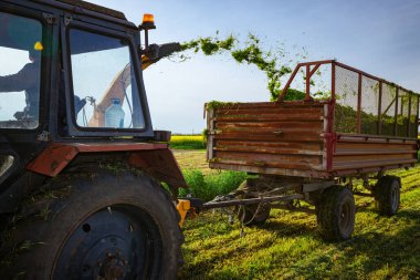 Hayvanları besleme işlemi için arka plan ışığı. Ekin için tahıl toplayıcısı sürükleyen atlı tarımsal makineli traktör, karavanın arkasında toplanan taze yeşil mahsulleri depoluyor..