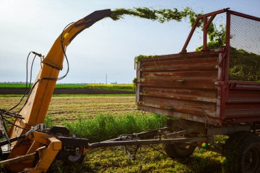 Hayvanları besleme işlemi için arka plan ışığı. Ekin için tahıl toplayıcısı sürükleyen atlı tarımsal makineli traktör, karavanın arkasında toplanan taze yeşil mahsulleri depoluyor..