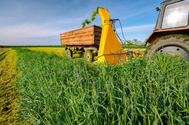 Hayvanları beslemek için ot yetiştirme işlemi. Ekin için tahıl toplayıcısı sürükleyen atlı tarımsal makineli traktör, karavanın arkasında toplanan taze yeşil mahsulleri depoluyor..