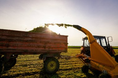 Hayvanları besleme işlemi için arka plan ışığı. Ekin için tahıl toplayıcısı sürükleyen atlı tarımsal makineli traktör, karavanın arkasında toplanan taze yeşil mahsulleri depoluyor..