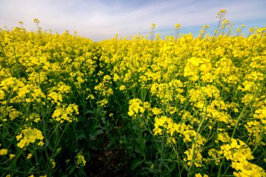 Güzel sarı çiçekli kolza tohumu kanola tarlası ya da Colza çiçeği, petrol endüstrisinde yeşil enerji için bitki.