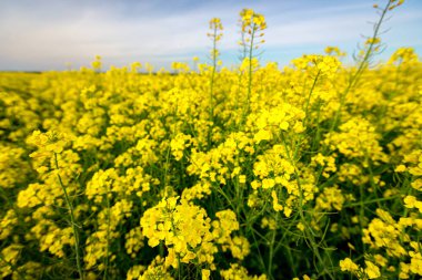 Güzel sarı çiçekli kolza tohumu kanola tarlası ya da Colza çiçeği, petrol endüstrisinde yeşil enerji için bitki.