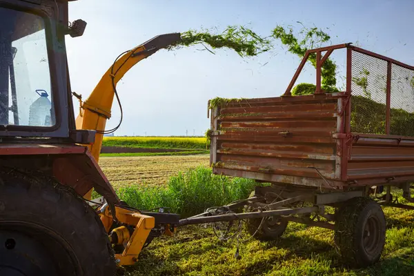 Hayvanları besleme işlemi için arka plan ışığı. Ekin için tahıl toplayıcısı sürükleyen atlı tarımsal makineli traktör, karavanın arkasında toplanan taze yeşil mahsulleri depoluyor..