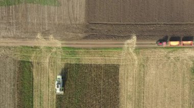 Tepe üzerinde, doli hareketinin ardından, olgunlaşmamış mısırları hasat eden hasat aracı, mısır tarlasında kuraklık yüzünden gelişmemiş bitkilerin verimliliği düşük. İki römorklu traktör transferi bekliyor.