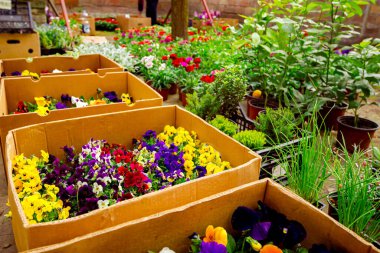 Çiçek açan, çiçekçi bahçesine yerleştirilen, saksılara yerleştirilen, renkli çiçek açan nonoş çiçekleri..