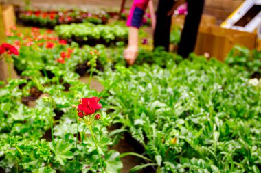 Pelargonium çiçekleri (zonal geranium) çiçekçilik bahçesine yerleştirilir ve saksılara yerleştirilir..