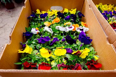 Çiçek açan, çiçekçi bahçesine yerleştirilen, saksılara yerleştirilen, renkli çiçek açan nonoş çiçekleri..