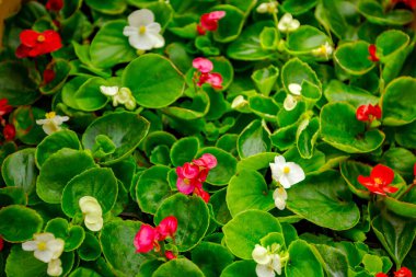 Begonya, Balmumu Begonyası, Begonya x Semperflorens soyut, arka plan