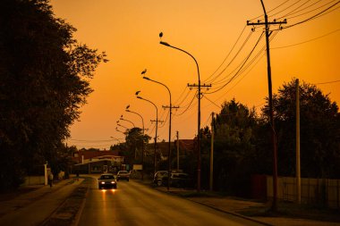 Birkaç leylek akşam saatlerinde trafik lambalarının üzerinde sıralanmış, gün batımında..