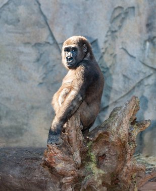 Goriller otçul, ağırlıklı olarak yerde yaşayan ve ekvator Afrika 'nın tropikal ormanlarında yaşayan büyük maymunlardır..