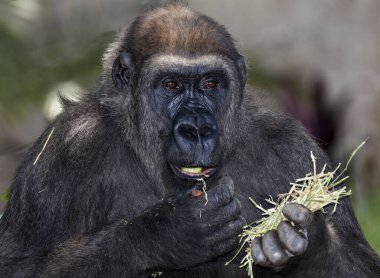 Goriller otçul, ağırlıklı olarak yerde yaşayan ve ekvator Afrika 'nın tropikal ormanlarında yaşayan büyük maymunlardır..
