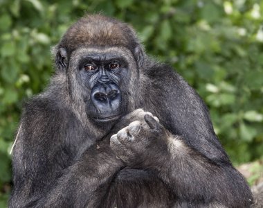 Goriller otçul, ağırlıklı olarak yerde yaşayan ve ekvator Afrika 'nın tropikal ormanlarında yaşayan büyük maymunlardır..