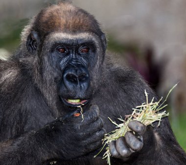 Goriller otçul, ağırlıklı olarak yerde yaşayan ve ekvator Afrika 'nın tropikal ormanlarında yaşayan büyük maymunlardır..