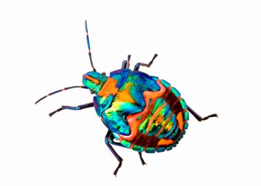 Tectocoris diophthalmus (yaygın olarak 