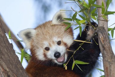 Ailurus fulgens, küçük panda olarak da bilinen kırmızı panda, Himalayalar 'ın doğusunda ve Çin' in güneybatısında yaşayan küçük bir memelidir. Siyah bir göbeği ve bacakları, beyaz çizgili kulakları, çoğunlukla beyaz bir ağzı ve halka şeklinde bir t ile koyu kırmızı-kahverengi kürkü vardır.