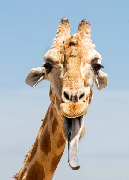 giraffe poking out it\'s tongue