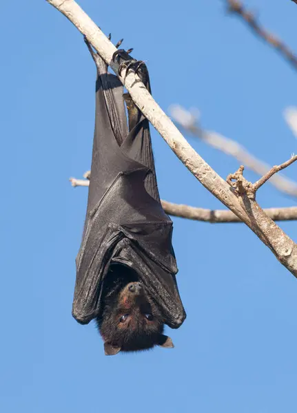 The grey-headed flying fox (Pteropus poliocephalus) is a megabat native to Australia. Flying-foxes feed on the nectar and pollen of native blossoms and fruits such as figs. Flying-foxes are beneficial to the health of vegetation, as they spread seeds