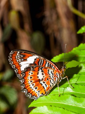 Kelebekler, Lepidoptera denilen bir tarikata ait belirli böceklerin yetişkin uçuş aşamalarıdır. Güveler de bu gruba aittir. Yunancada 