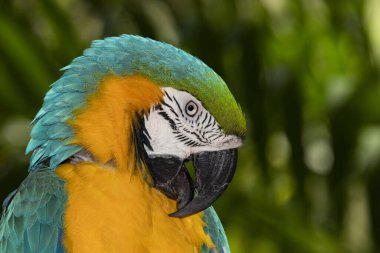 Papağanlar papağan dünyasının devleri olarak bilinirler. Sümbül papağanı en uzun papağandır ve yaklaşık 40 inç uzunluğundadır.