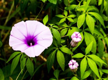 Convolvulaceae, genellikle bağyosunu ya da sabah ihtişamı ailesi olarak bilinir, çoğunlukla otçul sarmaşıklar, ama aynı zamanda ağaçlar, çalılar ve otlar, ve ayrıca tatlı patatesler ve birkaç diğer besin şişesi de dahil olmak üzere