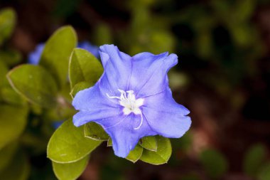 Convolvulaceae, genellikle bağyosunu ya da sabah ihtişamı ailesi olarak bilinir, çoğunlukla otçul sarmaşıklar, ama aynı zamanda ağaçlar, çalılar ve otlar, ve ayrıca tatlı patatesler ve birkaç diğer besin şişesi de dahil olmak üzere