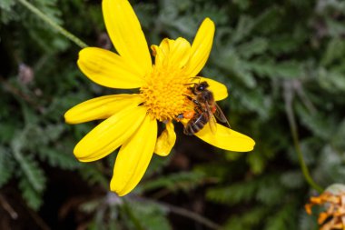 Neşeli bir papatya çiçeği her iki bahçede de bulunur.