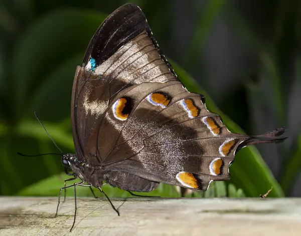 Kelebekler, Lepidoptera denilen bir tarikata ait belirli böceklerin yetişkin uçuş aşamalarıdır. Güveler de bu gruba aittir. Yunancada 