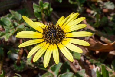 Neşeli bir papatya çiçeği her iki bahçede de bulunur.