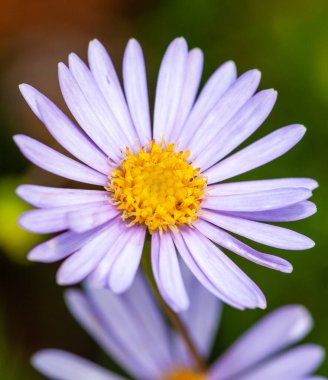 Bir alanda güzel papatya çiçek